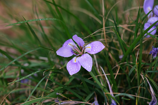 The Algerian Iris flower, spotted after rain, grew in early spring in Tokaido region, Japan