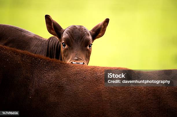 Foto de Longhorn Panturrilha Ankole e mais fotos de stock de Animal - Animal, Animal recém-nascido, Bezerro
