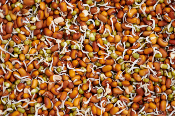Mixed sprouts of red cowpea and green mung beans for healthy vegetarian snack, everyday superfood Mixed sprouts of red cowpea and green mung beans for healthy vegetarian snack, everyday superfood for vegetarianism. Fresh fabaceae sprouts for vegetarian meal or salad addition organic red cowpea beans stock pictures, royalty-free photos & images
