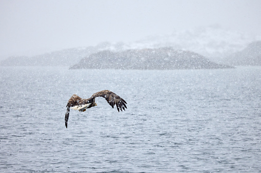 Rear view of majestic eagle flying on snowy day above Norwegian sea. Copy space.