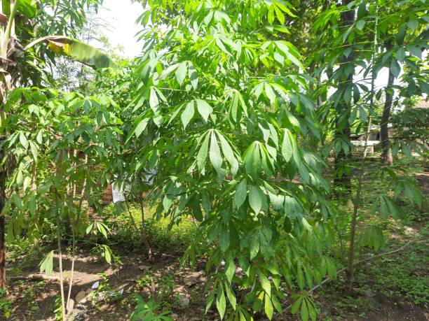 istock cassava garden in the yard 1474967504
