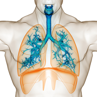 Illustration of coronavirus organisms attacking human lungs.