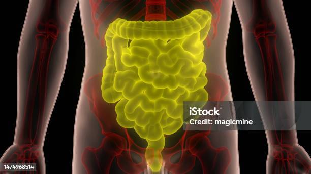 Human Digestive System Große Und Dünndarm Anatomie Stockfoto und mehr ...