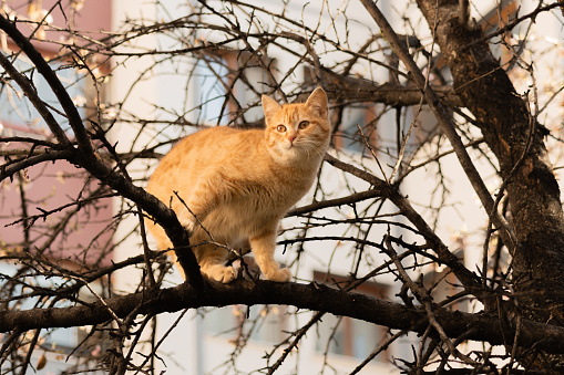 cat on tree, cat, tree, animal, cute, wild