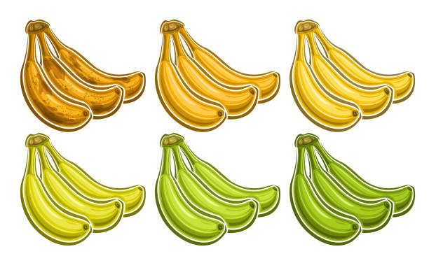 illustrazioni stock, clip art, cartoni animati e icone di tendenza di set di mazzi di banane vettoriali - white background freshness variation brown