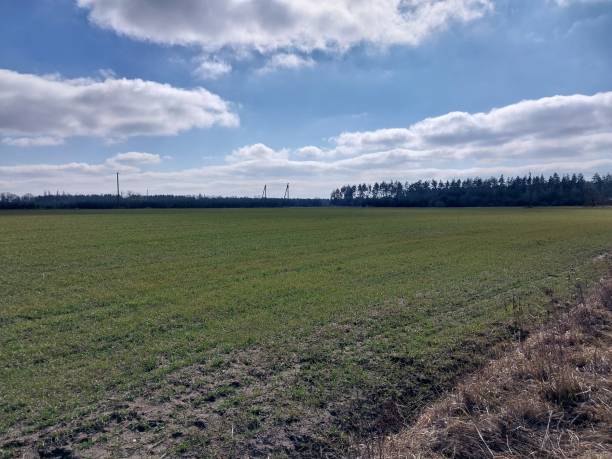 istock Panorama of a green field sown in spring 1474971556