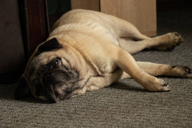 istock pug dog sleeping on gray carpet at home 1474974584