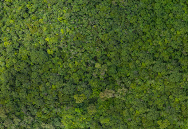 istock Top view, Rainforest-fertile forest background 1474974608
