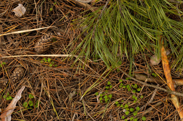 istock background of forest land with needles from a Christmas tree 1474974865