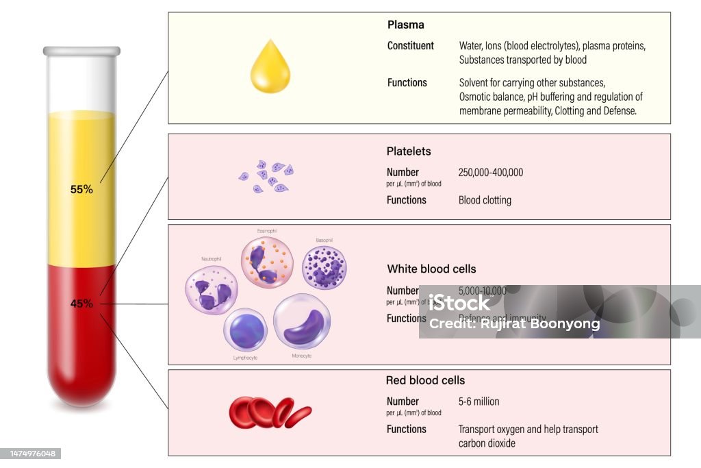 Blood Plasma Composition Biology Diagrams