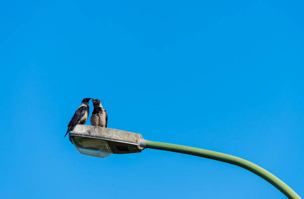 Bird Perching On Street Lamp Against Clear Sky