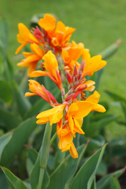istock Giant canna flower with leaves 1474976424