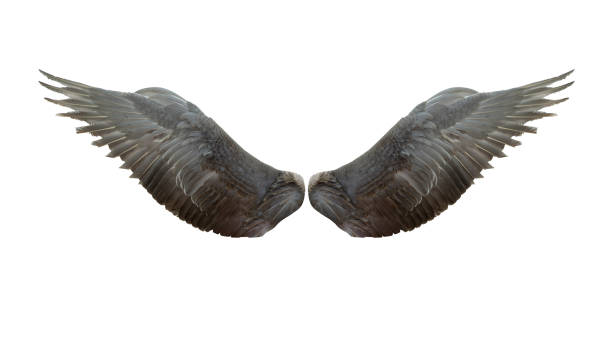 istock Angel wings isolated on white background 1474977156