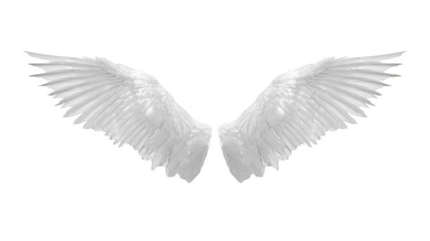 80+ Realistic Angel Wings Pictures Stock Photos, Pictures & Royalty ...