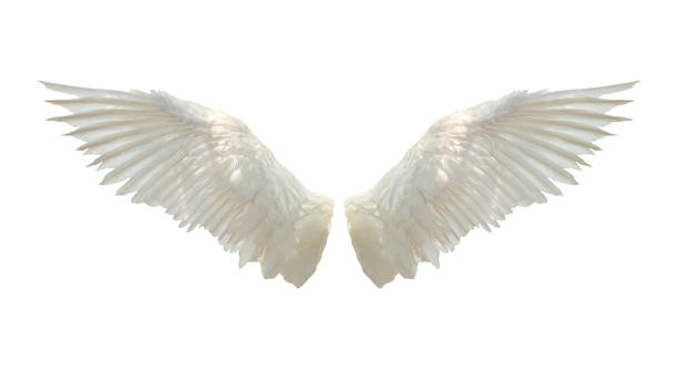 istock Angel wings isolated on white background 1474977273