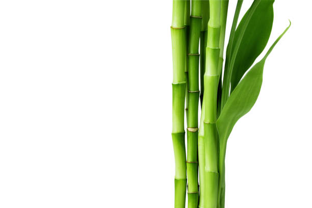 istock Branches of bamboo isolated on white background. Bamboo shoots with bamboo leaves for design. 1474977446