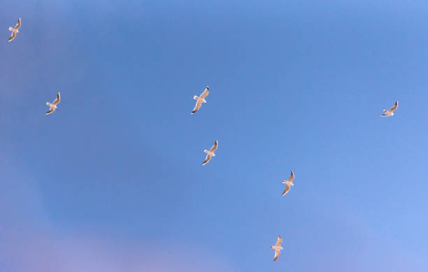 istock Seagulls fly in the blue sky 1474977543