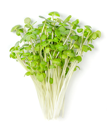 White or yellow mustard microgreens, bunch of fresh Sinapis alba. Raw and green seedlings, hot and spicy shoots with cotyledons. Herb, used as garnish, cultivated for its yellow seeds, used as spice.