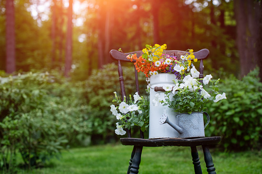 a bouquet of spring, field flowers in a rustic atmosphere in a milk jug on an old chair in the garden in the sunshine, rural atmosphere