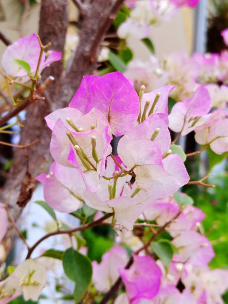 istock Bougainvillea buttiana 1474979702