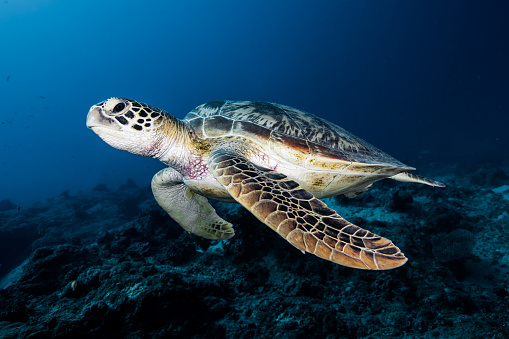 Green Sea turtle on the Great Barrier Reef