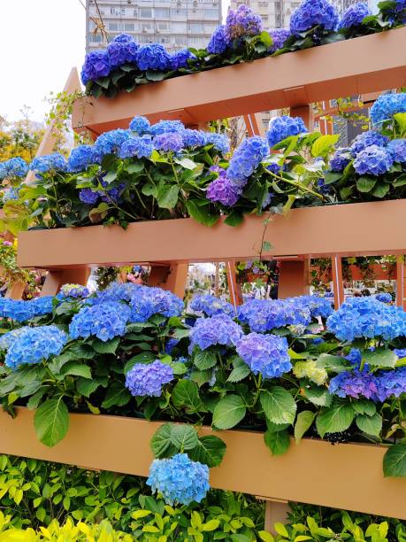 hydrangea macrophylla - hydrangea gardening blue ornamental garden imagens e fotografias de stock