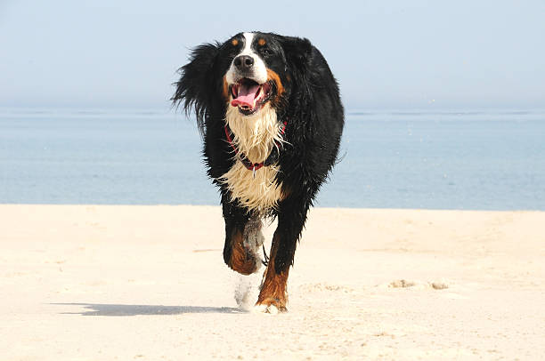 perro es comming - comming fotografías e imágenes de stock