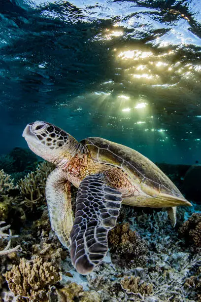 Green Sea turtle on the Great Barrier Reef