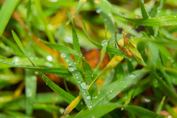 drops of water on grass after rain close up
