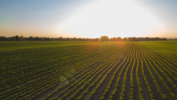 istock Soybean beds in the growing season. 1474981152