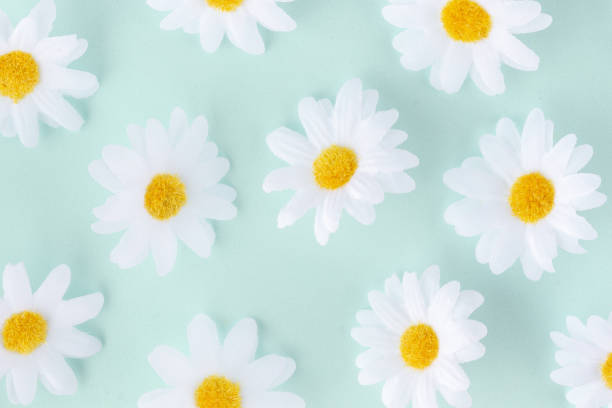 istock Seasonal spring daisies banner on light blue background 1474981358