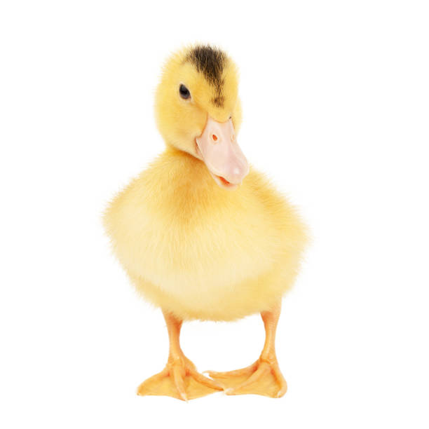 istock Fluffy little duckling on a white background, young poultry. 1474982122