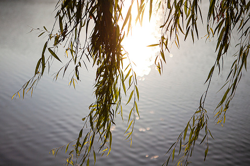 branches of weeping willow above the surface of the water