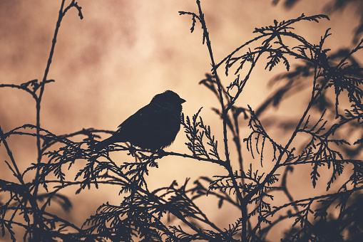 Silhouette of bird sitting in bushes