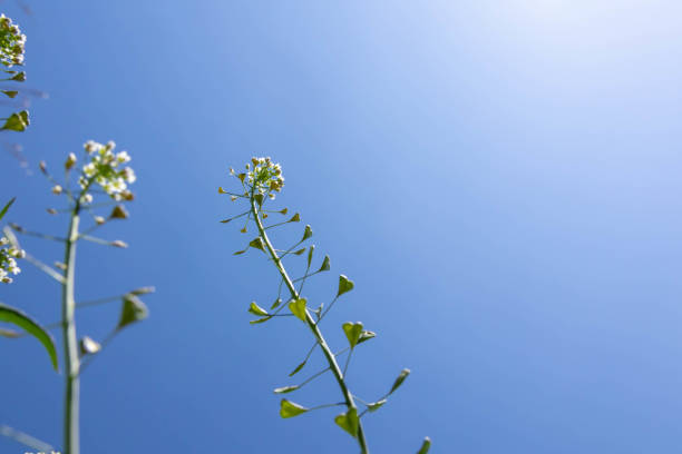 Sunny and clear blue sky and Capsella bursa-pastoris
