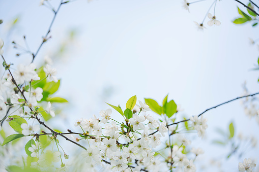 Flowering in bloom tree branches springtime pastel coloured