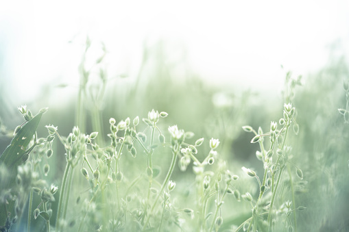 Meadow in springtime close-up