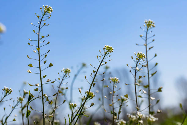 Sunny and clear blue sky and Capsella bursa-pastoris stock photo