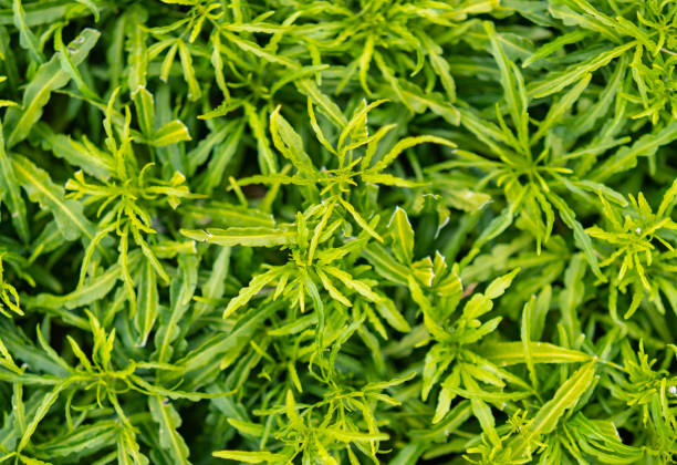 istock Green leaf texture, green leaf background. Concept nature and plant concept. 1474984460