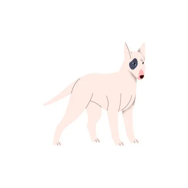 Vector illustration of Cute little dog of Bull Terrier breed. Funny miniature puppy. Lovely small doggy, bicolor pup. Purebred Bullterrier canine animal standing. Flat vector illustration isolated on white background