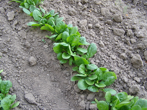 a row of spinach growing in the ground in the vegetable garden, home growing, with colors brown and green