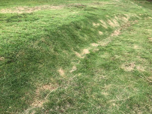istock View : Green grass in the garden 1474986020