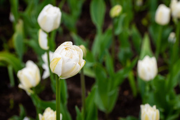 White tulips in selective close-up focus with blurry background. Tulip Festival on Elagin island in the Central Park of Culture and Recreation named after S.M.Kirov