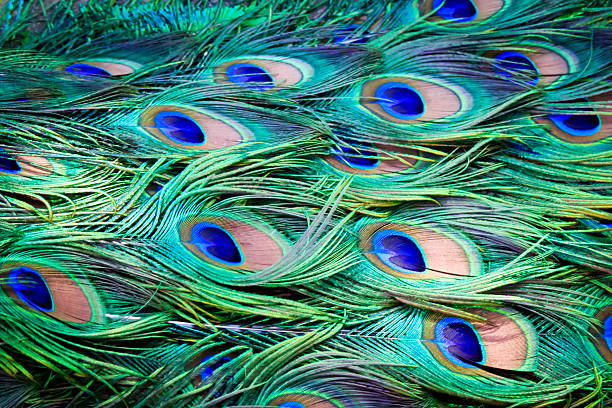 istock Mat of Peacock Feathers 147498636