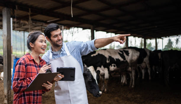 istock Agriculturist couple using tablet at cow farm. 1474986590