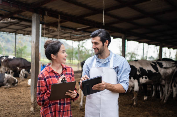 istock Agriculturist couple using tablet at cow farm. 1474986613