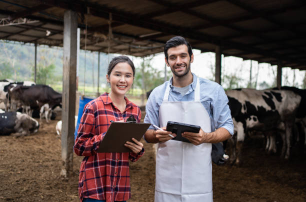 istock Agriculturist couple using tablet at cow farm. 1474986615