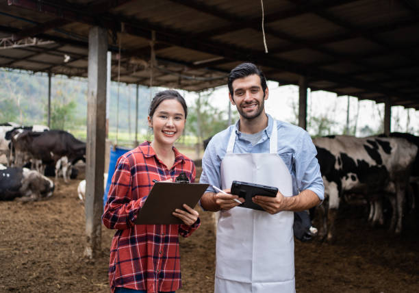 istock Agriculturist couple using tablet at cow farm. 1474986617
