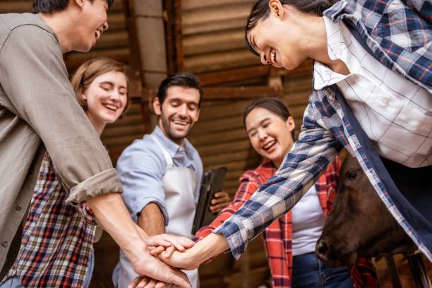 istock Group of multiracial Agriculture meeting teaching technic for cow feeder. 1474987878
