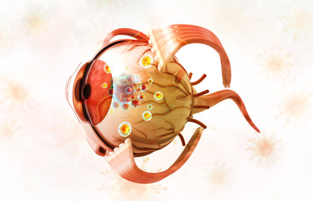Plastic enlarged model of a human eye in a class room, used for teaching biology at school.